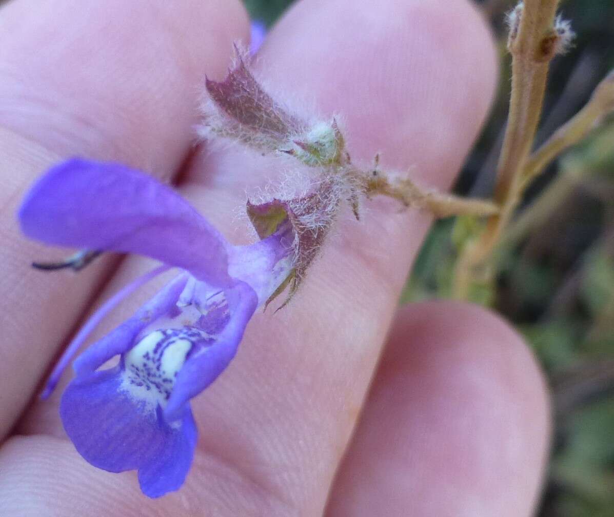 Image of Salvia albicaulis Benth.