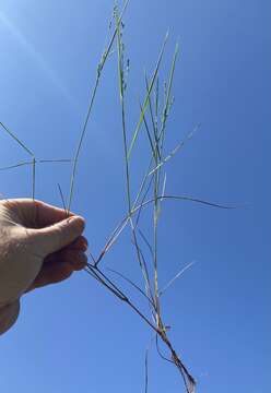 Panicum brachyanthum Steud. resmi