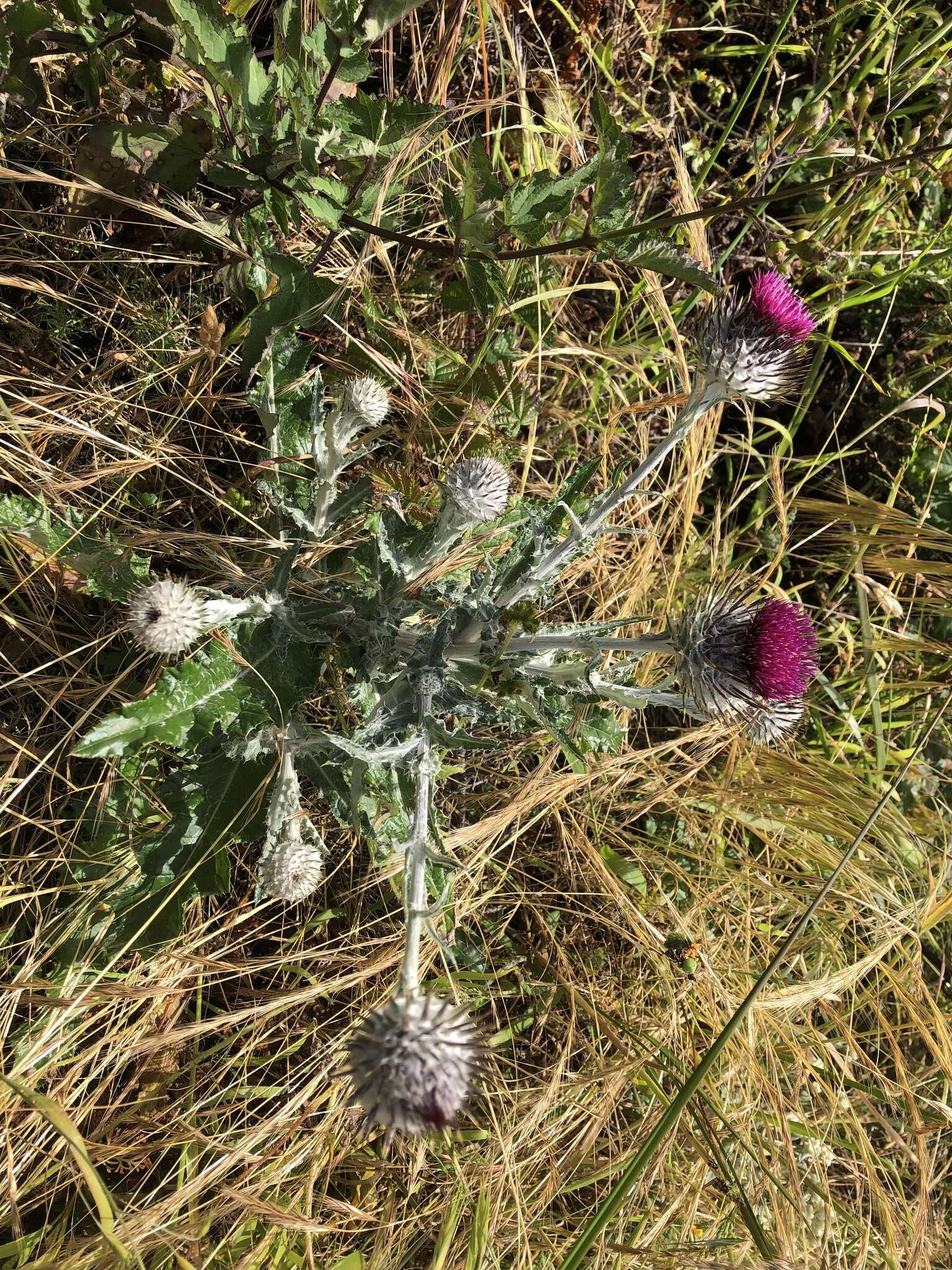 Imagem de Cirsium occidentale var. occidentale