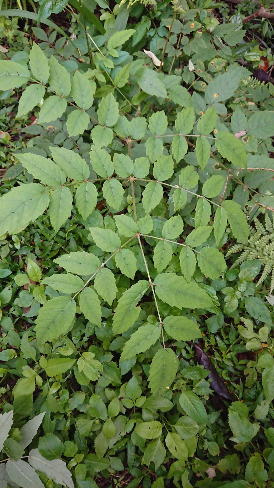 Image de Aralia bipinnata Blanco