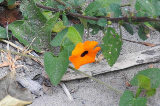 Image of blackeyed Susan vine