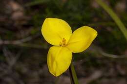 Image of Patersonia umbrosa Endl.