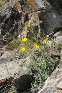 Image of Potentilla nervosa Juz.