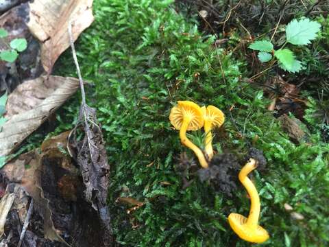 Image of Cantharellus minor Peck 1872