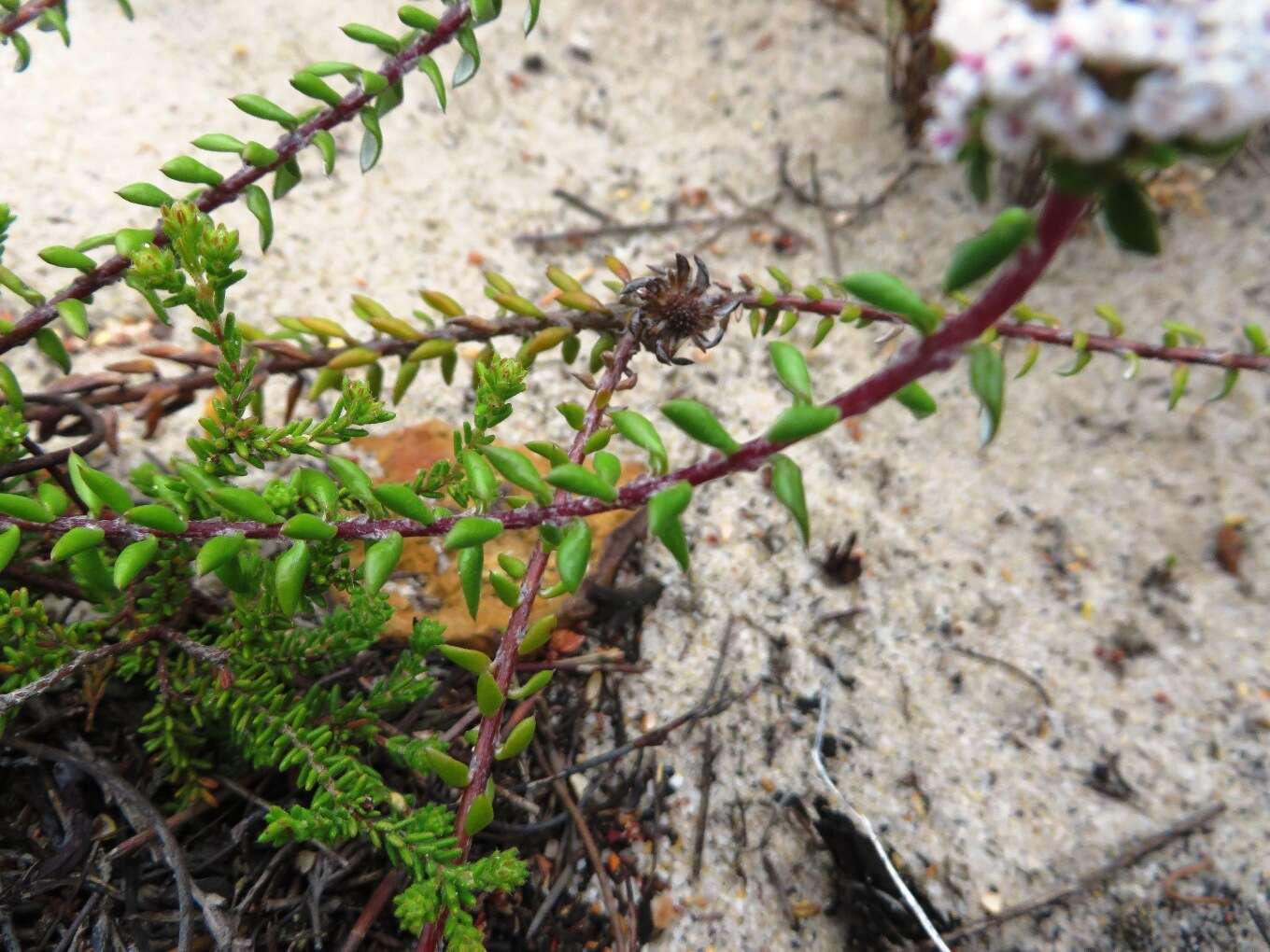 Image of Stoebe cyathuloides Schltr.