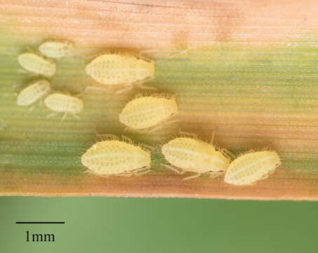 Image of Yellow sugarcane aphid