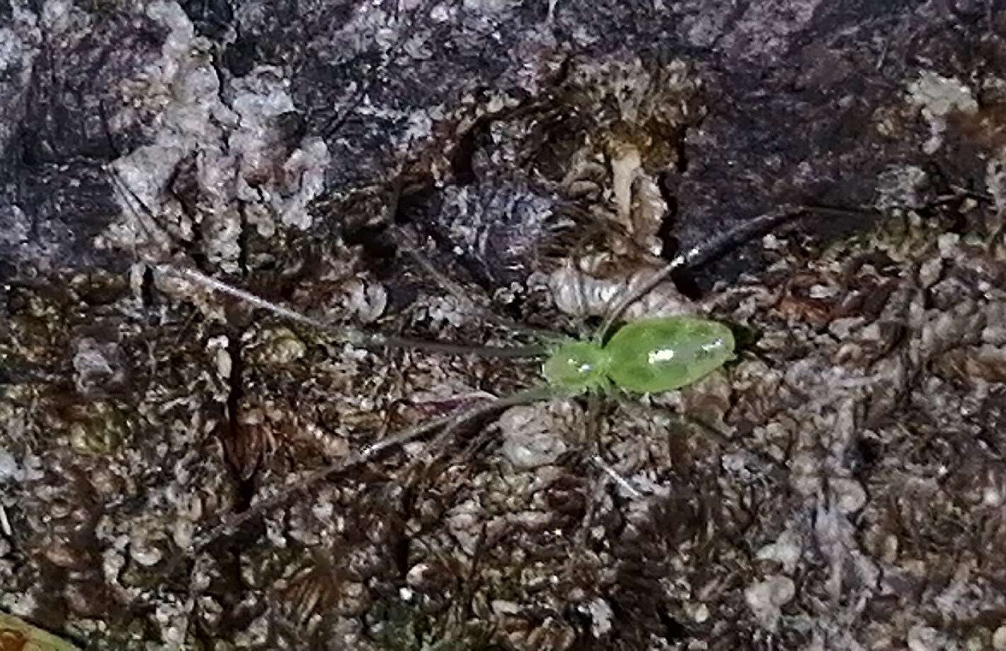 Image of Chileotaxus sans Platnick 1990