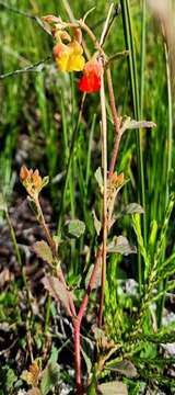 Plancia ëd Hermannia multiflora Jacq.