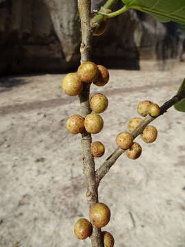 Ficus cotinifolia Kunth的圖片