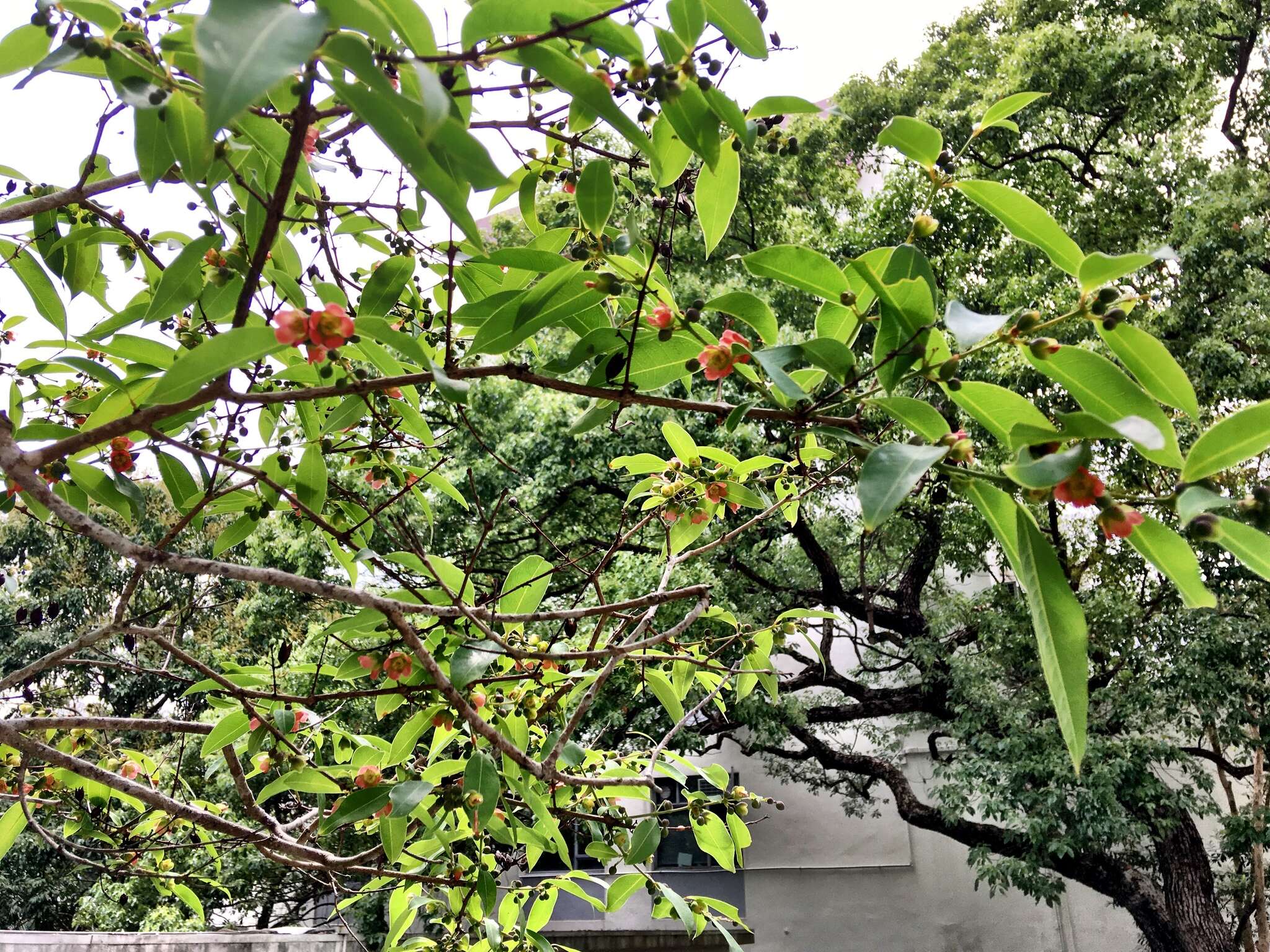 Image of Cratoxylum cochinchinense (Lour.) Bl.