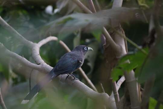 Plancia ëd Phaenicophaeus viridirostris (Jerdon 1840)