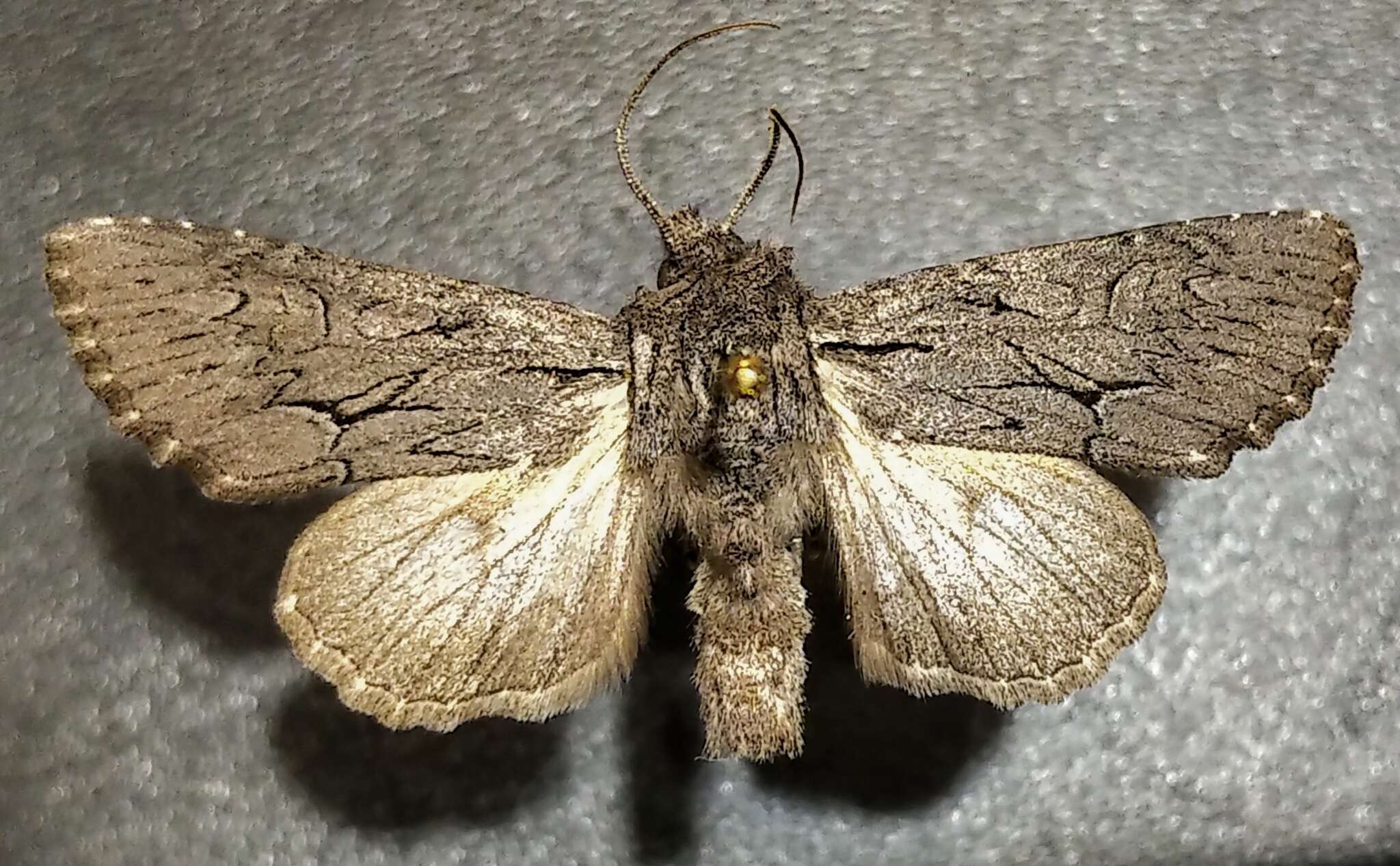 Image of Dark Grey Fishia Moth