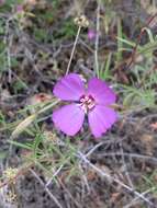 Image of Mt. Lassen clarkia