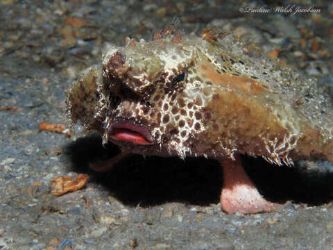 Image of Polka-dot batfish