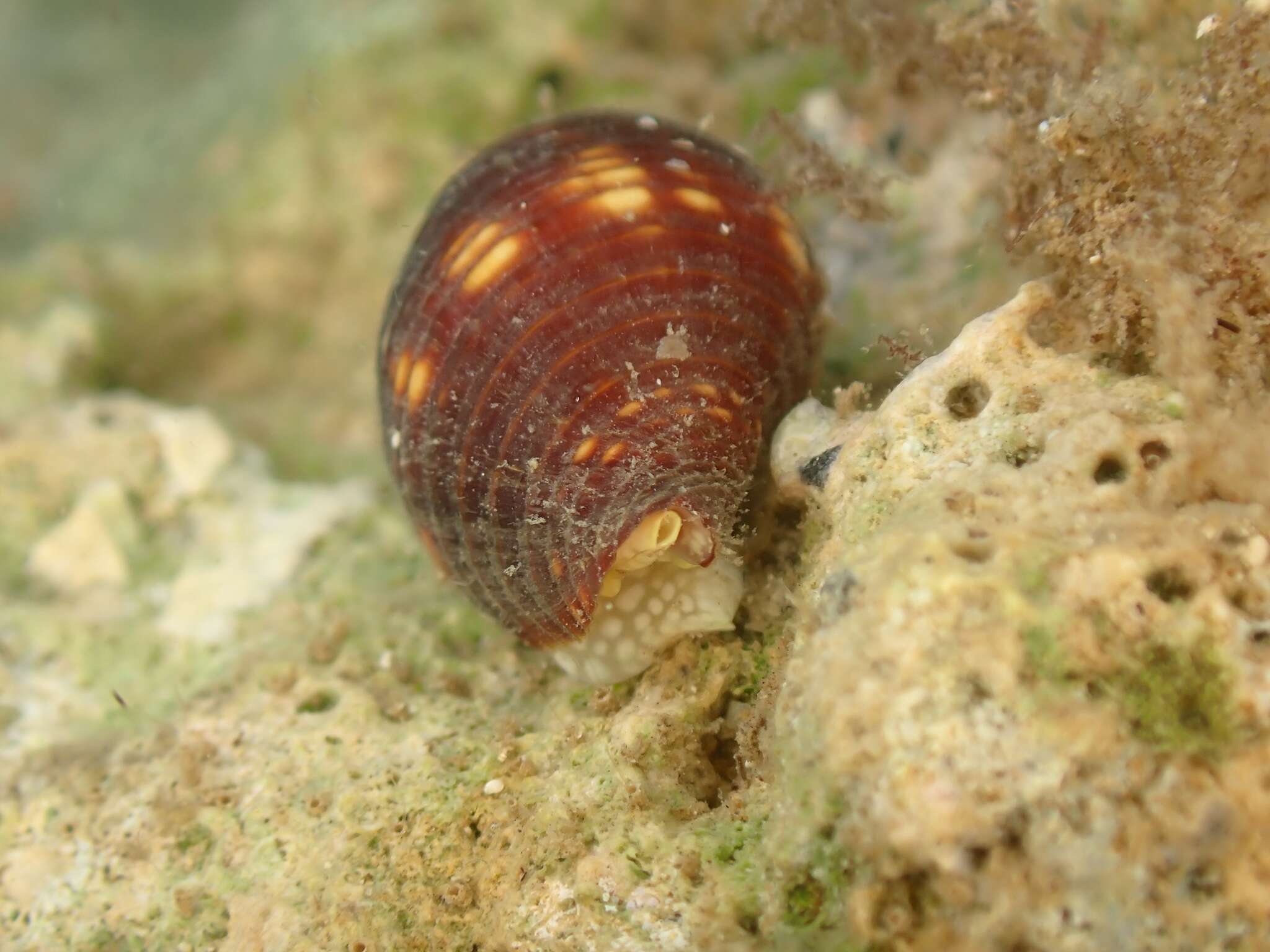 Image of Pseudonebularia chrysalis (Reeve 1844)