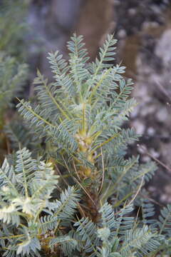 Image of Astragalus denudatus Stev.