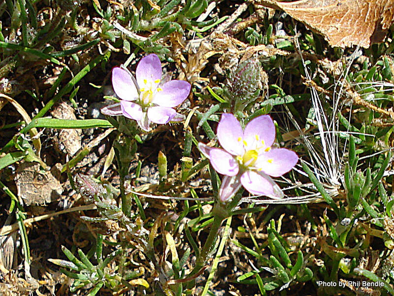 Plancia ëd Spergularia rubra (L.) J. Presl & C. Presl