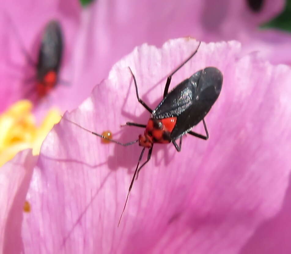 Image of Capsodes bicolor (Fieber 1864)