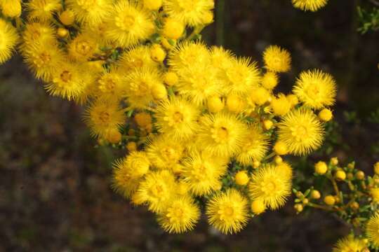 صورة Verticordia chrysantha Endl.