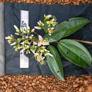 Image of Dichaetanthera africana (Hook. fil.) Jacques-Felix