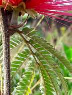 Image of Calliandra dysantha Benth.