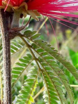 Image of Calliandra dysantha Benth.