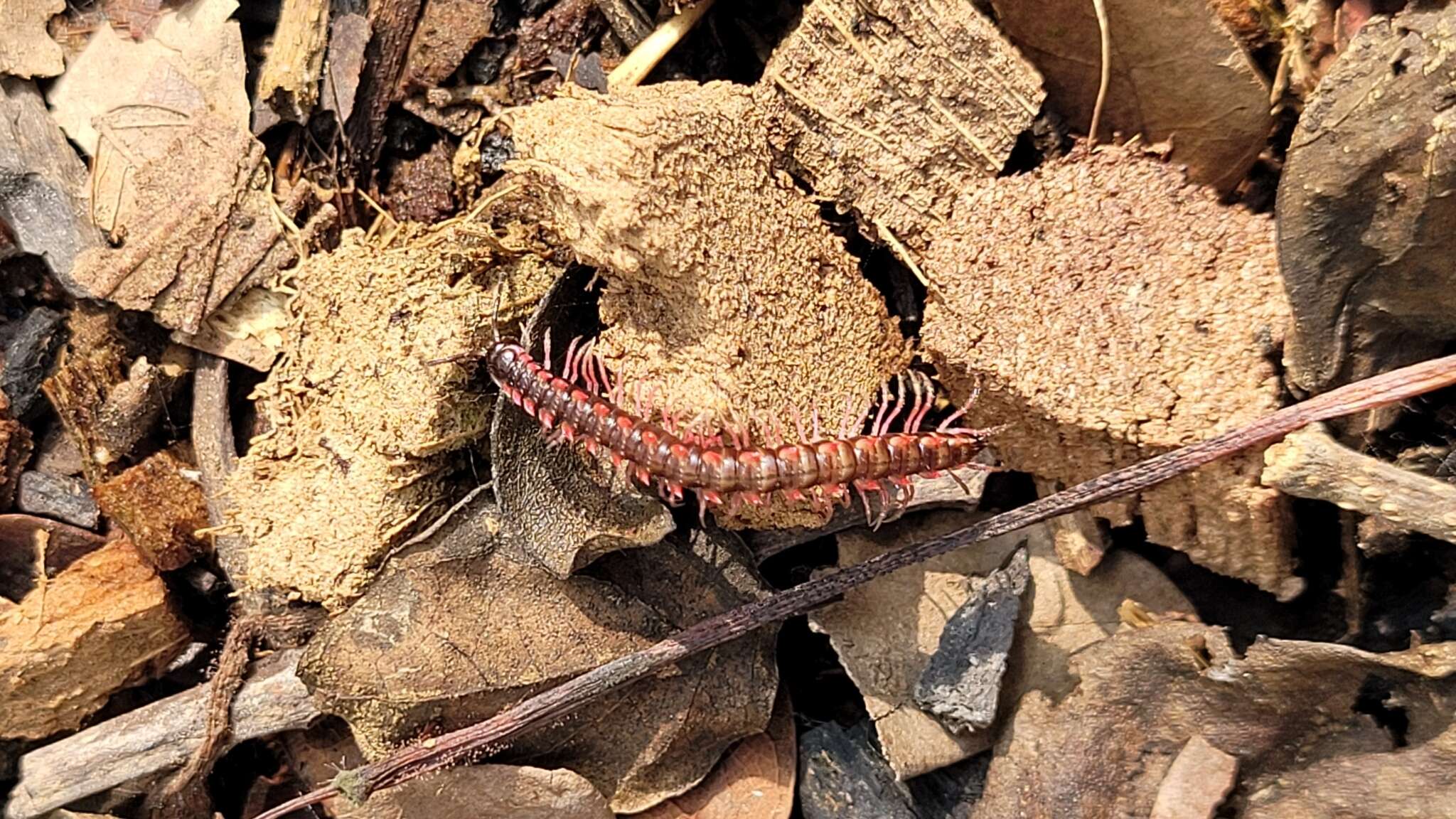 Image of Desmoxytes planata (Pocock 1895)