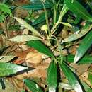Sivun Mollinedia stenophylla Perkins kuva