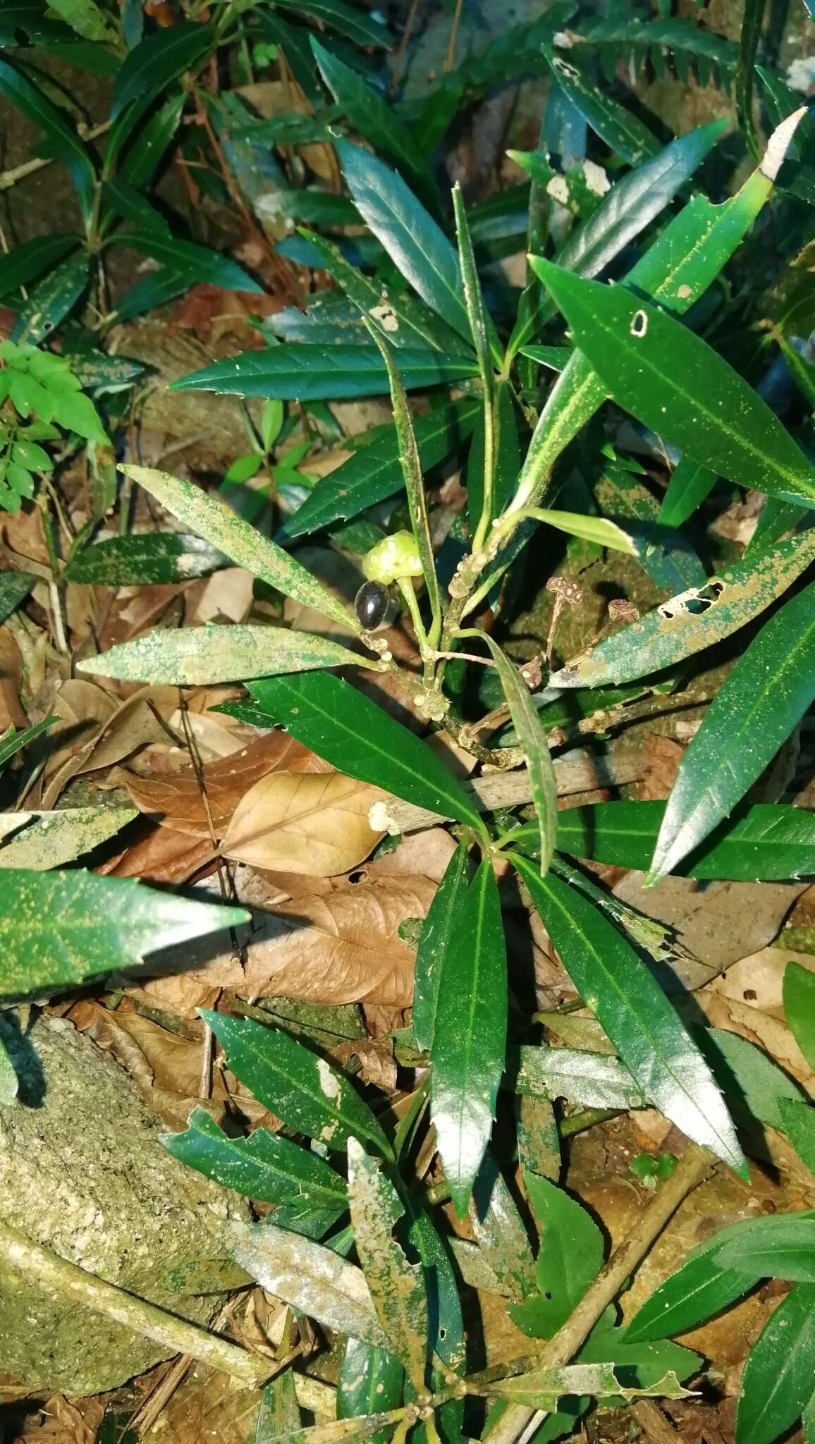 Sivun Mollinedia stenophylla Perkins kuva