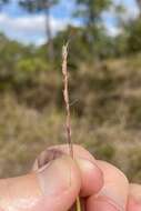 Image of crimson bluestem