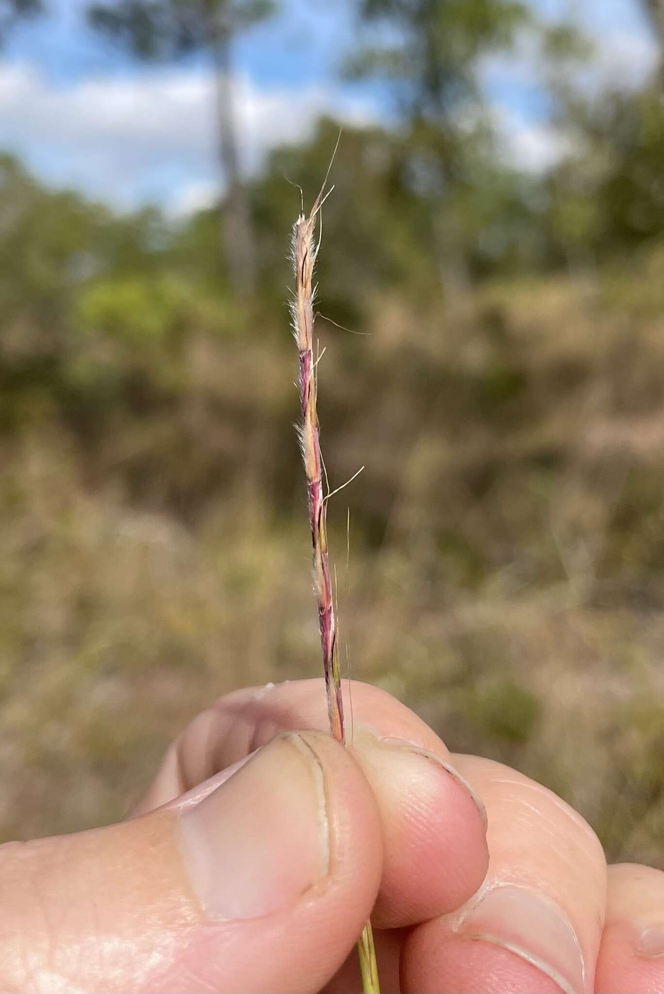 Image of crimson bluestem