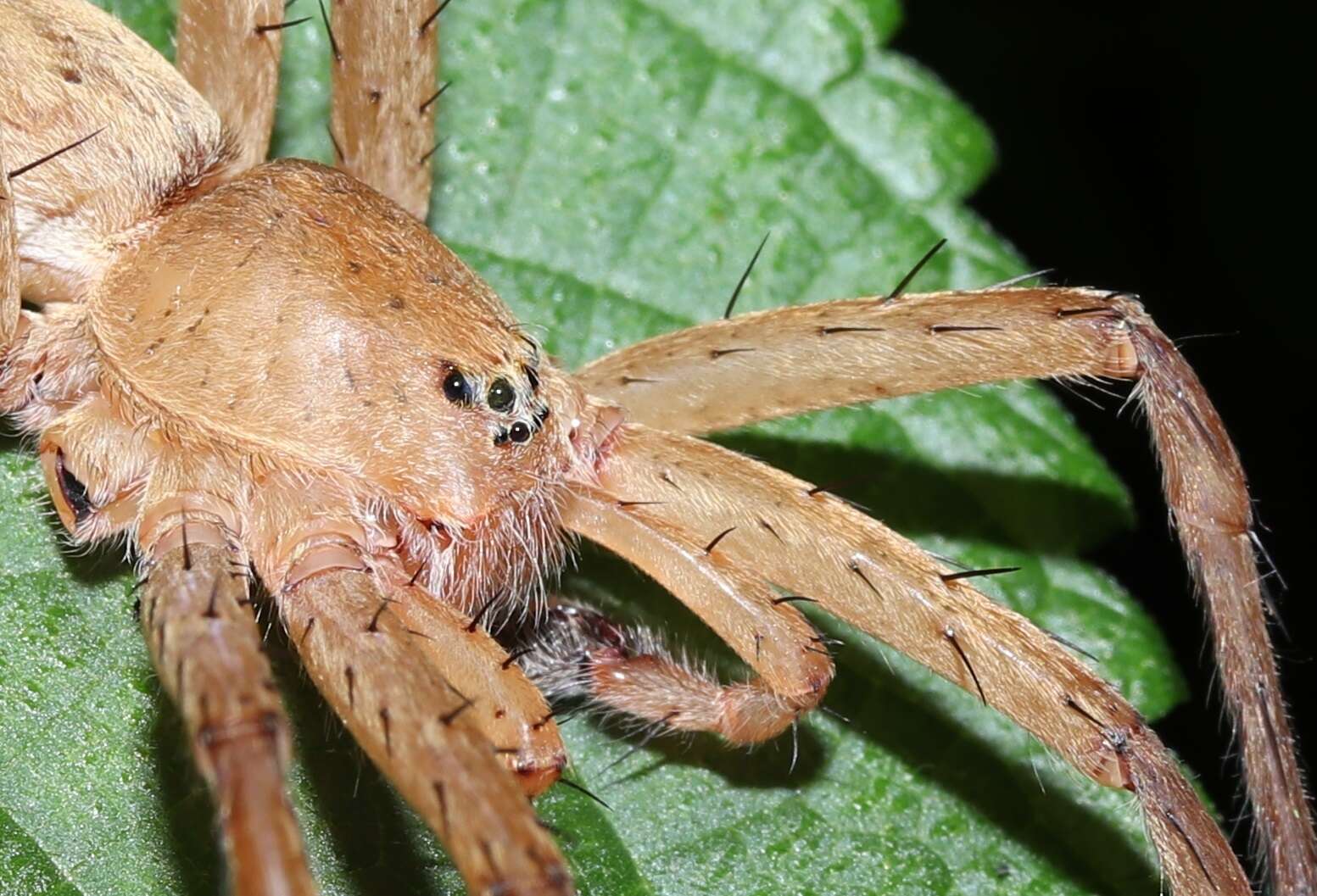 صورة Dolomedes sulfureus L. Koch 1878