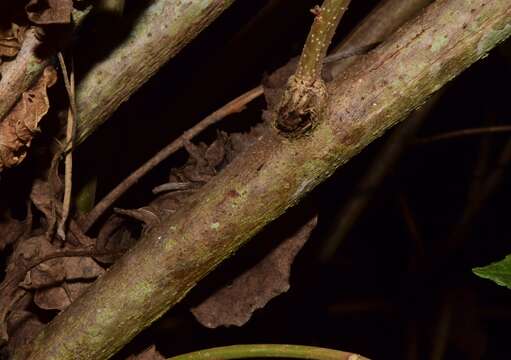 Imagem de Acalypha cincta Müll. Arg.