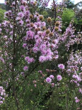 Image of Kunzea parvifolia Schau.