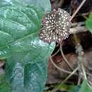 Image of Dorstenia bahiensis Kl.