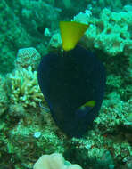 Image of Dusky Sailfin Tang