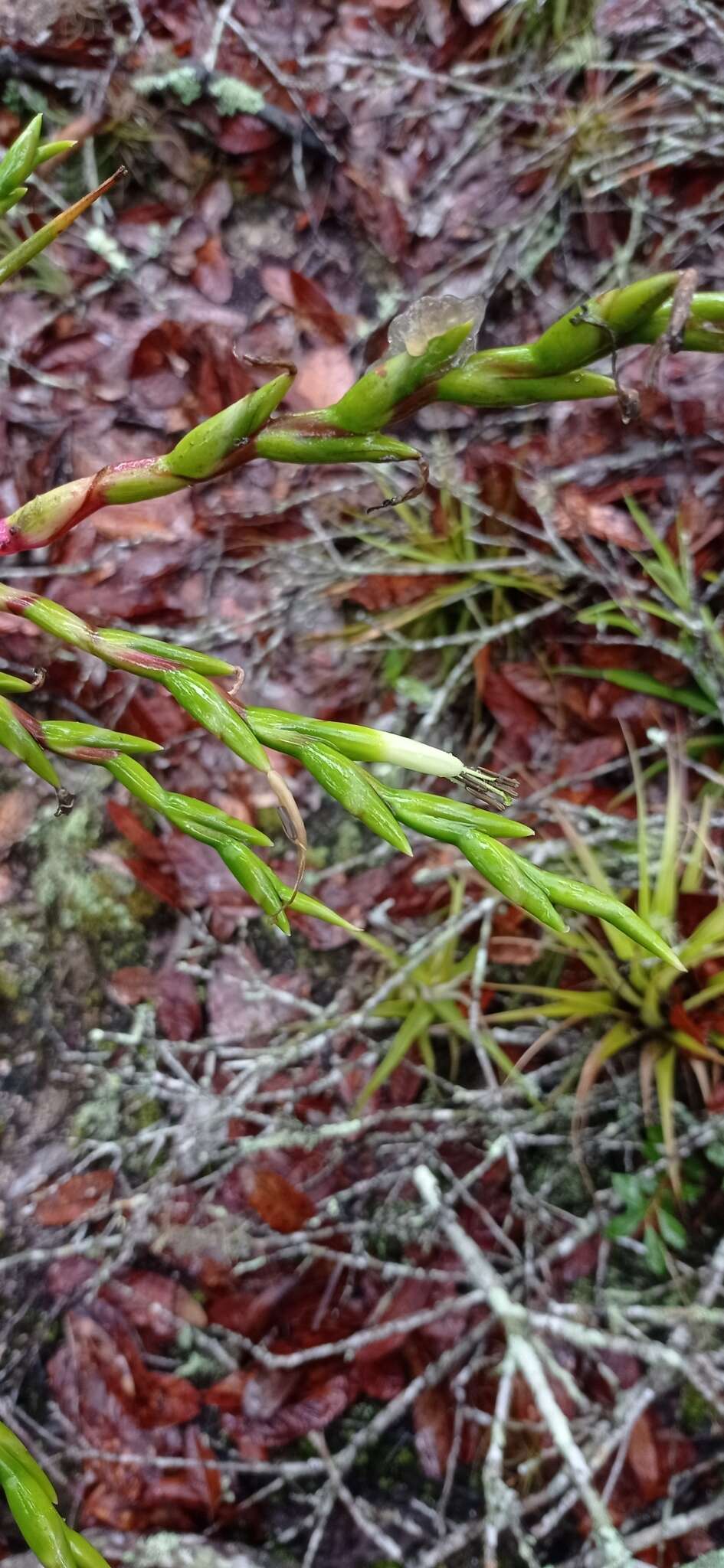 Imagem de Tillandsia elusiva Pinzón, I. Ramírez & Carnevali