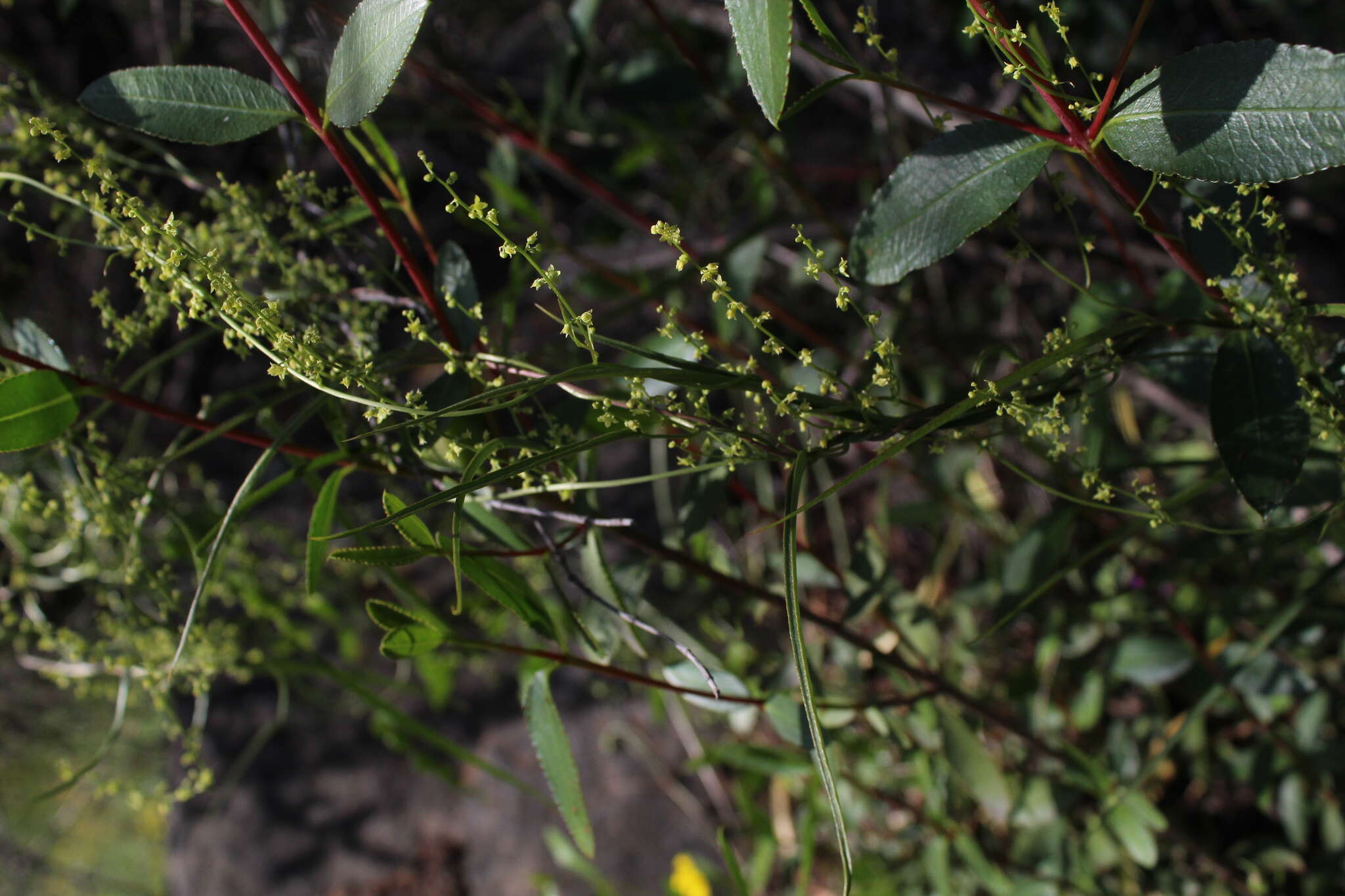 Dioscorea saxatilis Poepp. resmi