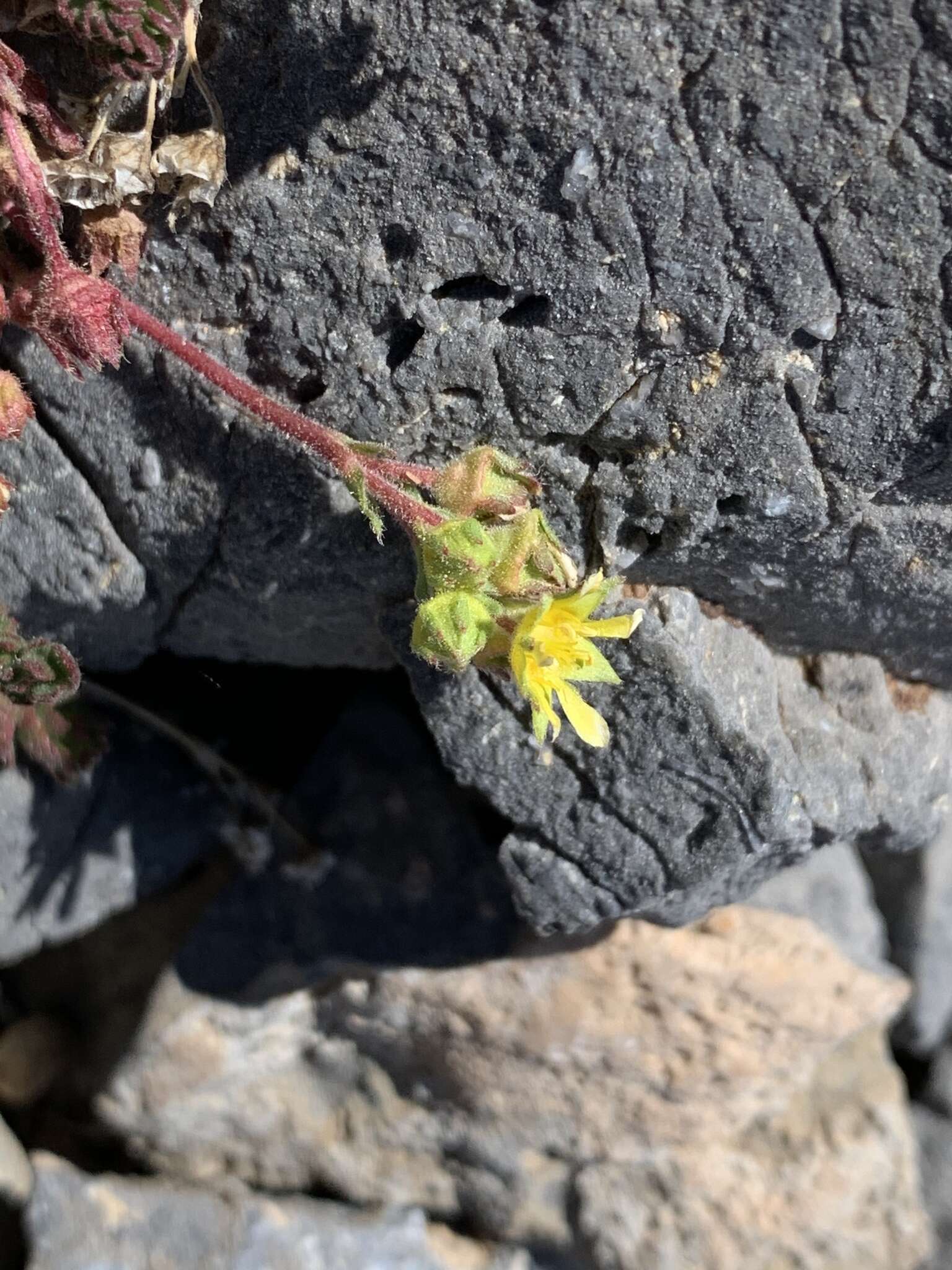 Image de Ivesia cryptocaulis (Clokey) Keck