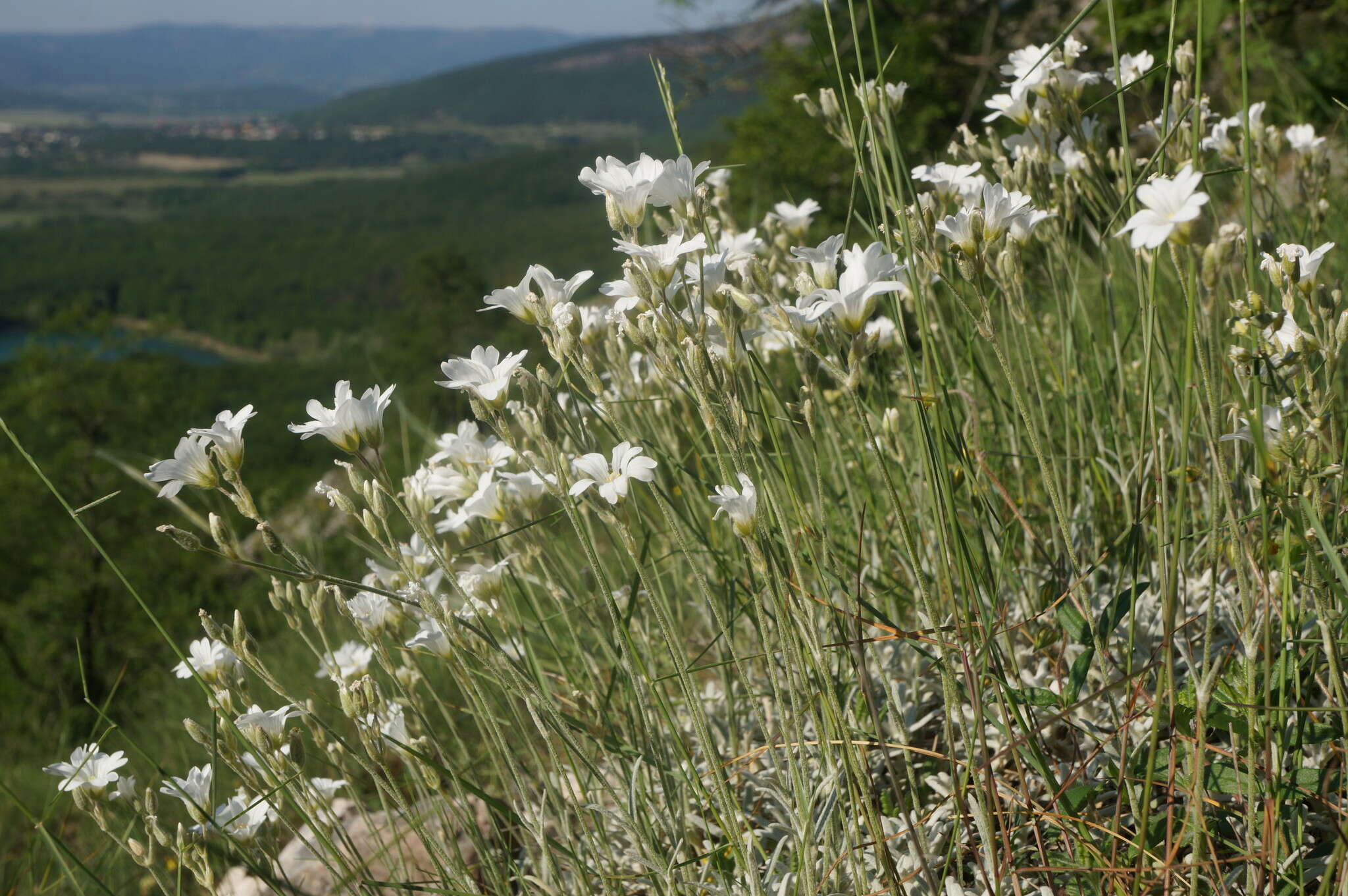 Imagem de Cerastium biebersteinii DC.