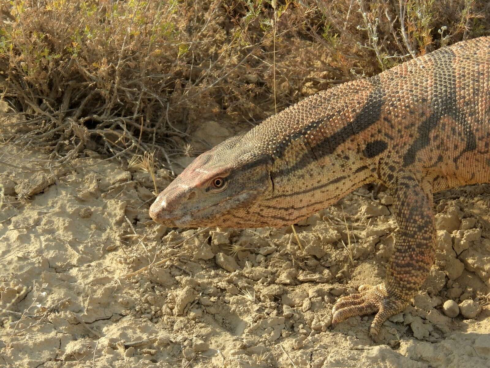 Image of Varanus griseus caspius (Eichwald 1831)