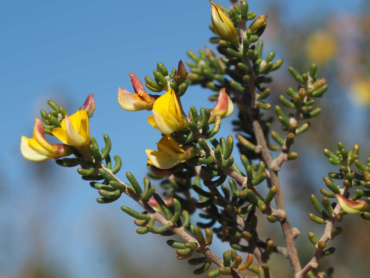 Imagem de Aspalathus lactea subsp. adelphea R. Dahlgren