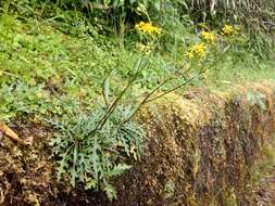 Image of Senecio morrisonensis Hayata