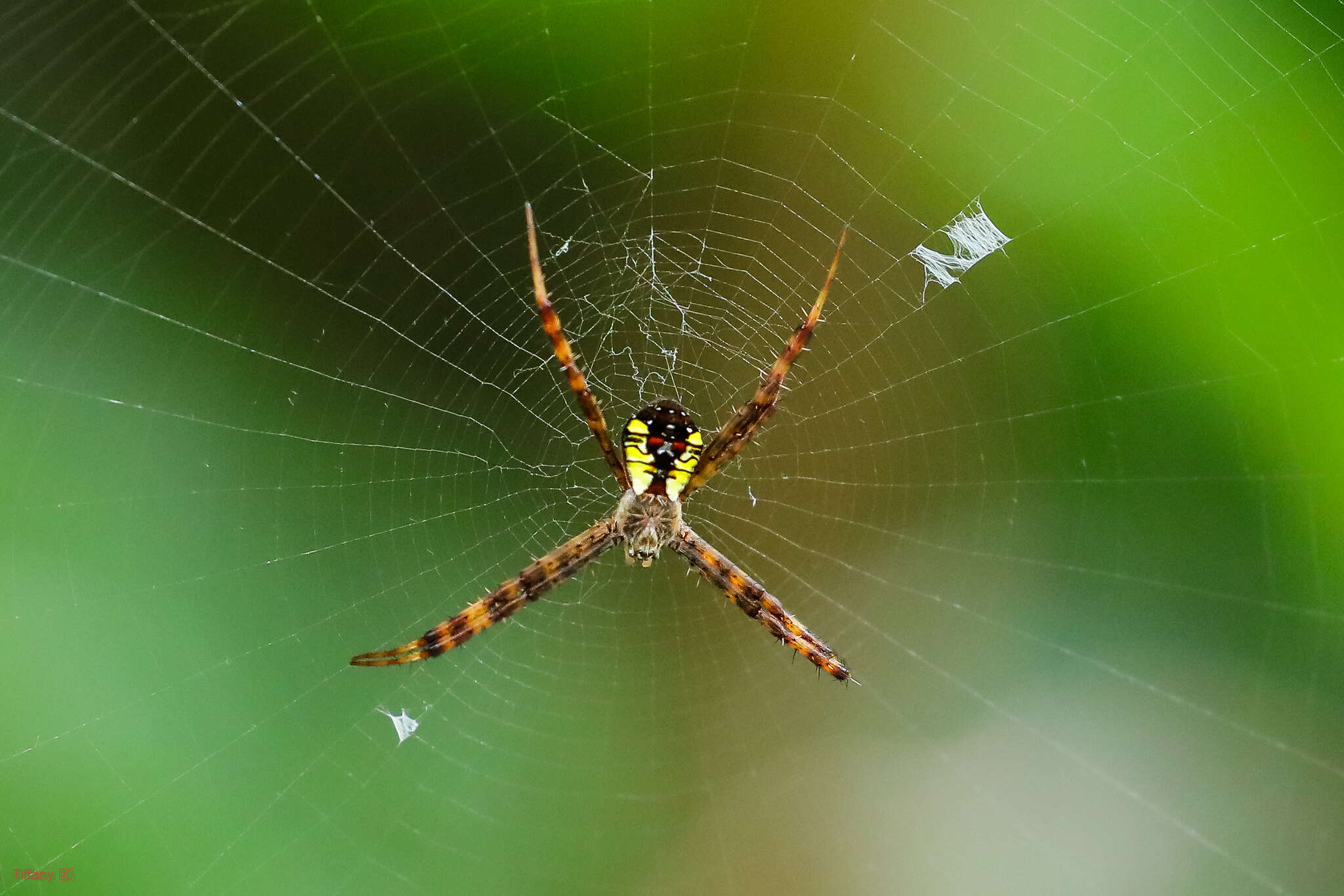 Image of Argiope perforata Schenkel 1963