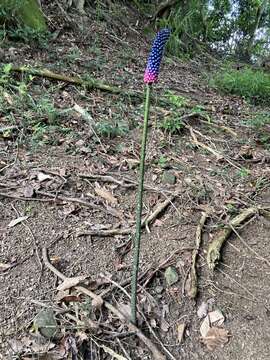 Image of Amorphophallus kiusianus (Makino) Makino