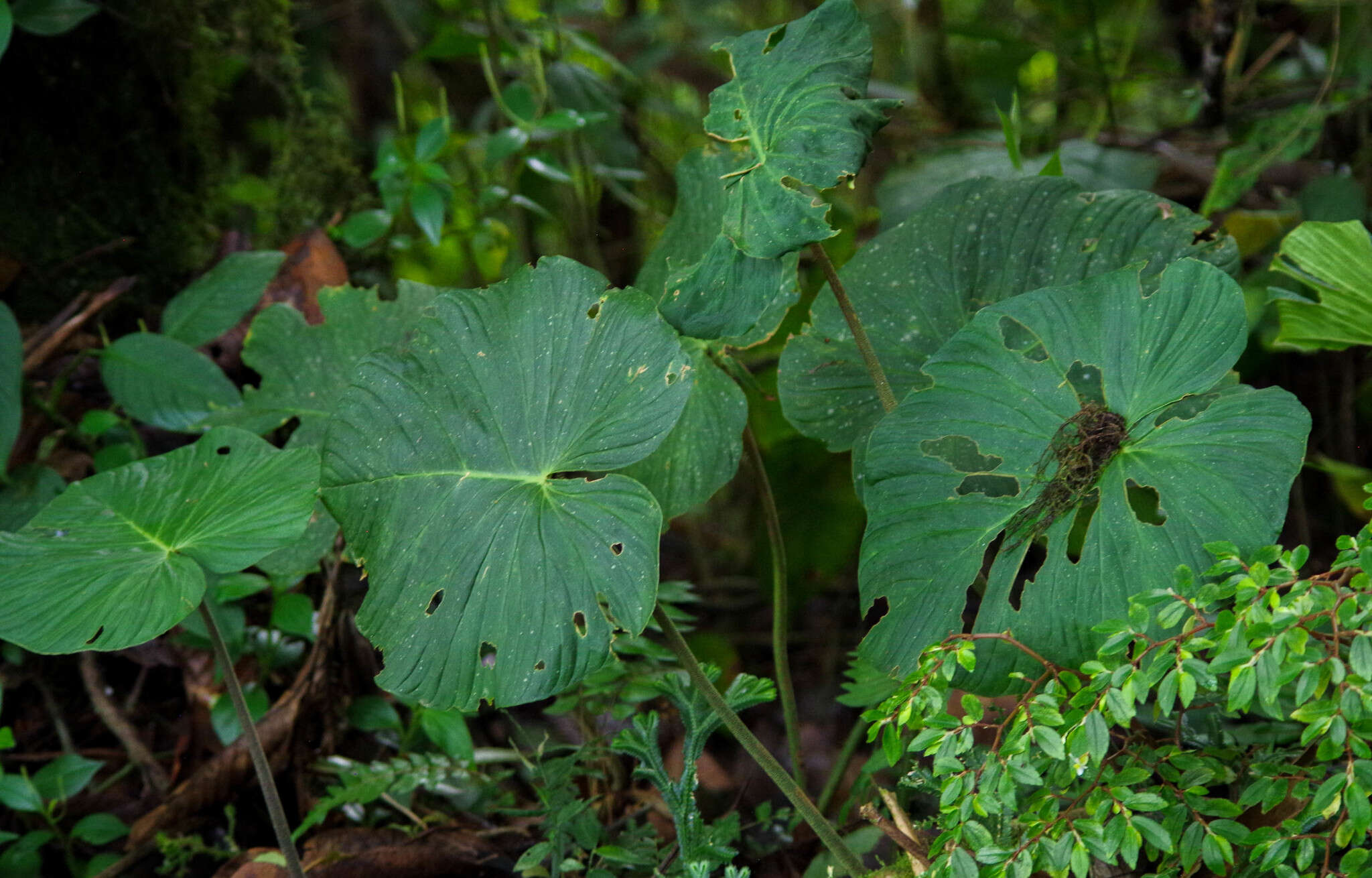 Image of Philodendron pseudoverrucosum Croat