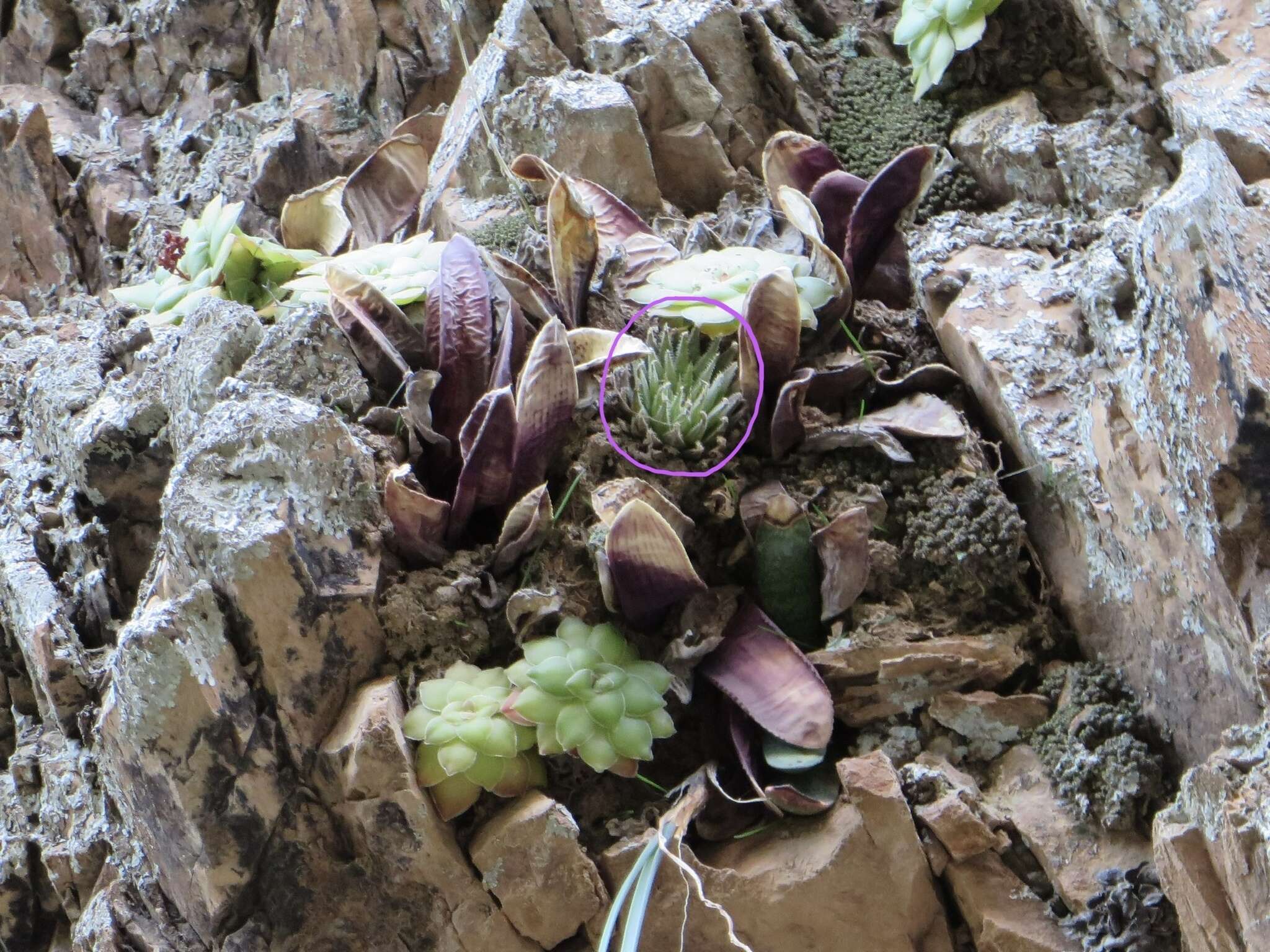 Image de Haworthia marumiana var. viridis M. B. Bayer