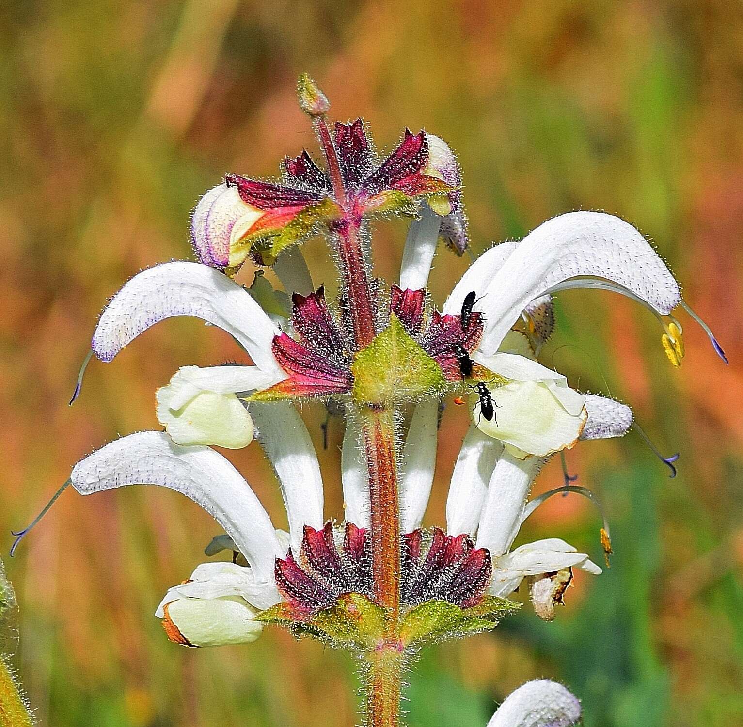 Salvia argentea L.的圖片