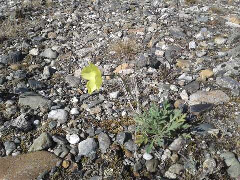 Image of Papaver lapponicum subsp. jugoricum (Tolm.) S. V. Gudoshnikov