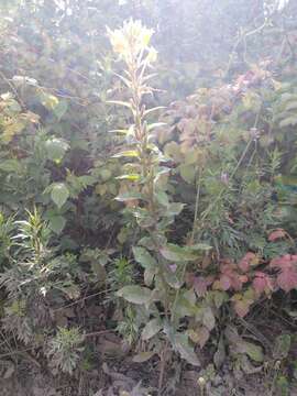 Oenothera rubricaulis Klebahn resmi